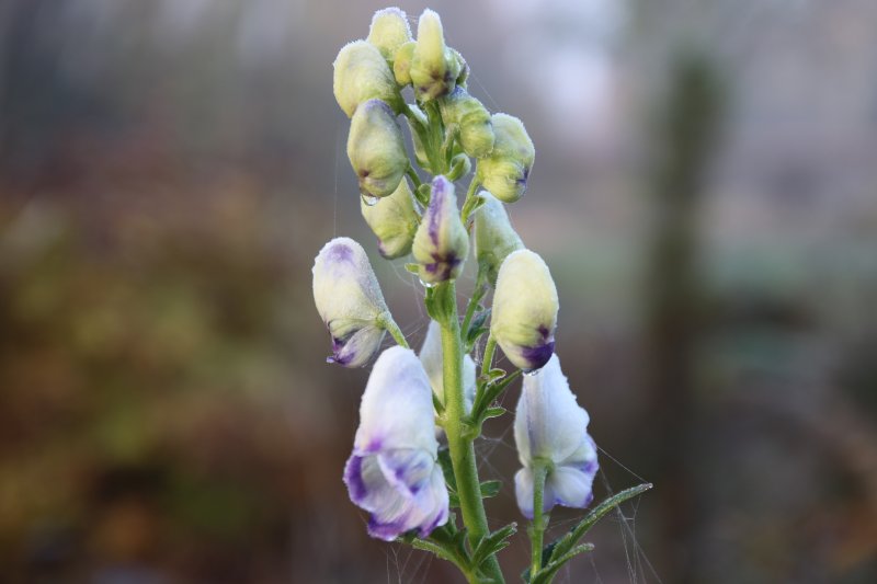 Aconitum carmichaelii 'Cloudy'